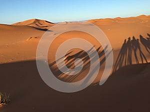 Camel riders in the desert