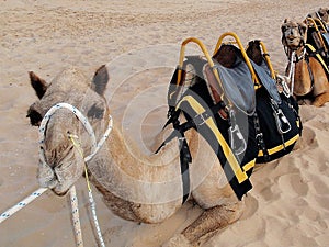 Camel Rides