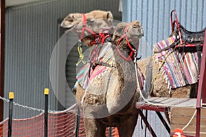 Camel Rides photo