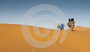 Camel riding at Erg Chebbi Morocco during sunset