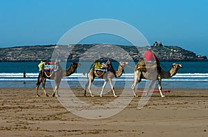 Camel riding in Morocco