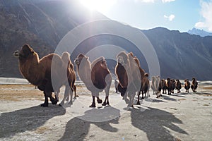 Beautiful winter season in Leh Ladakh, India