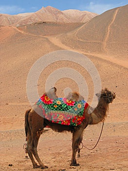 Camel riding in sand dunes