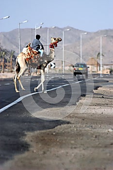 Camel road crossing