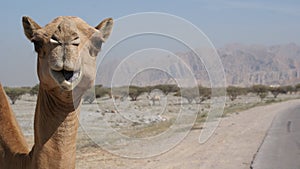 Camel on the roadside photo