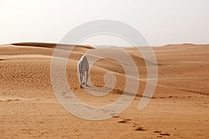 A camel runs through the desert in Saudi Arabia