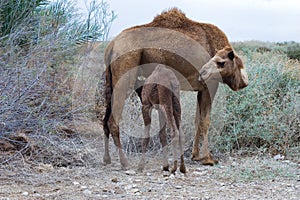 Camel's Breastfeeding