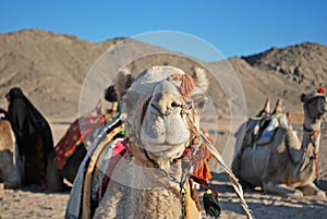 Camel`s face in bedouin village