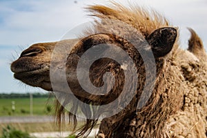 Camel's head close up