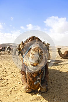 Camel's head in the desert with funny expression