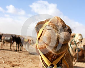 Camel's head in the desert with funny expression