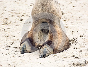 Camel's hoof detail