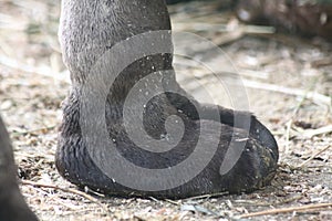 Camel`s hoof extreme close up