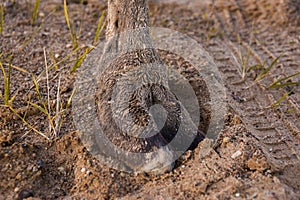 Camel`s hooves in the sand, close