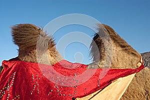 Camel's humps