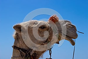 a camel with it's mouth open and its mouth tied up to a string