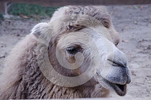 Camel`s portrait selfy ;-