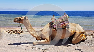 Camel with saddle resting near the sea