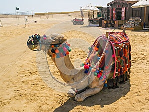 Camel with saddle seating on the beach, Egypt