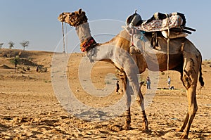 Camel Safari