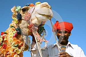 Camel on safari