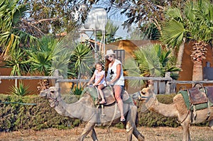 Camel Safari