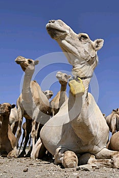 Camel , safari, desert