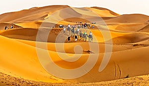 Camel Safari in golden light of sunset in Moroccan desert
