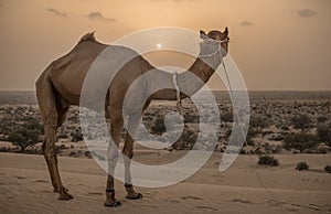 Camel safari in indian desert in Jaisalmer