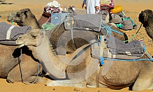 Camel safari in the sand desert