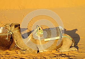 Camel safari in the sand desert