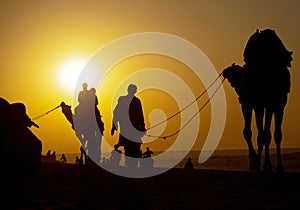 Camel safari during the sunset in the jaisalmer desert of rajasthan in the evening