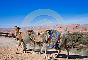 Camel safari on west sahara desert