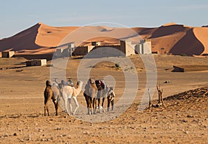 Camel safari on west sahara desert