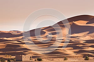 Camel safari on west sahara desert