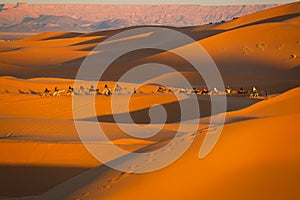 Camel safari on west sahara desert