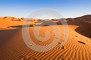 Camel safari on west sahara desert