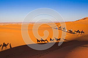 Camel safari on west sahara desert