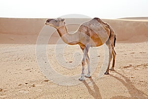 Camel in Sahara.