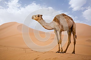 Camel in Sahara photo