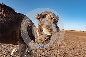 Camel in Sahara photo