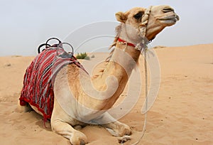 Camel in the Sahara Desert
