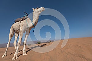 Camel in Sahara desert