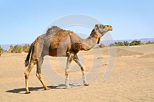 Camel in the sahara Desert