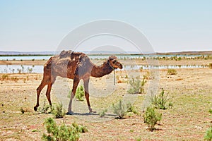 Camel in Sahara desert, Morocco, Africa