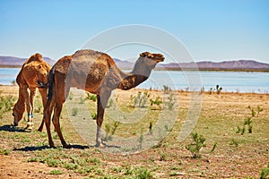 Camel in Sahara desert, Morocco, Africa