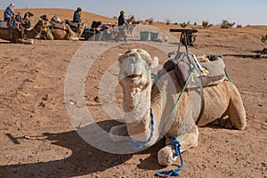 Camel in Sahara desert, Morocco photo