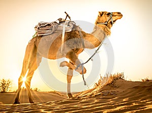 Camel at Sahara desert during sunrise, Merzouga, Morocco photo