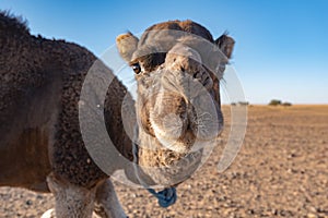 Camel in Sahara, Morocco photo