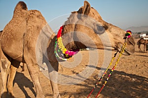 Camel for sale